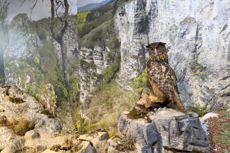 Koněpruské jeskyně - Dům přírody Českého krasu - expozice